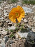 Papaver tianschanicum