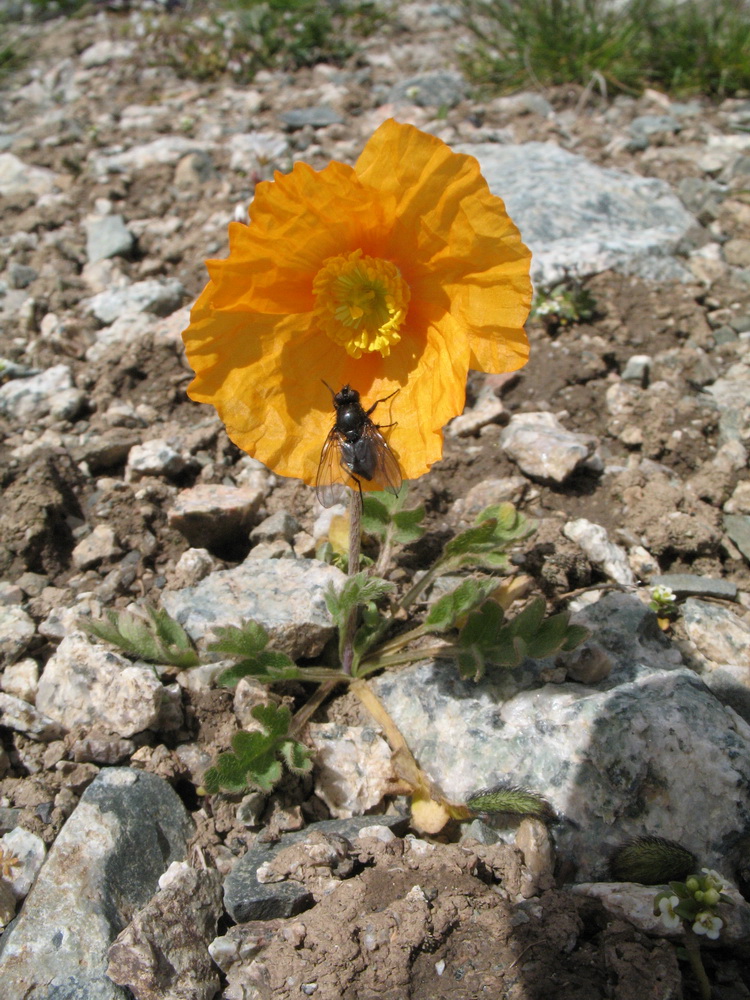 Изображение особи Papaver tianschanicum.