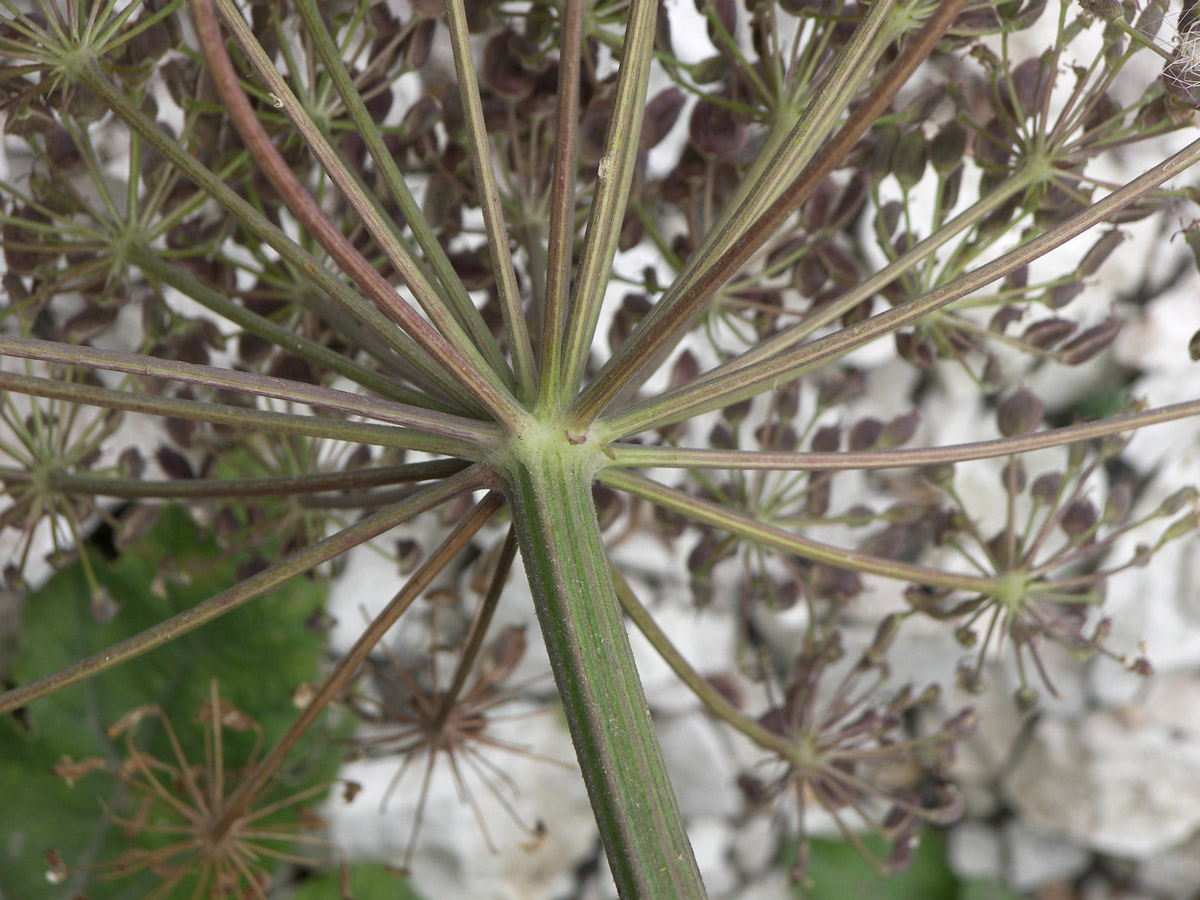 Image of genus Heracleum specimen.