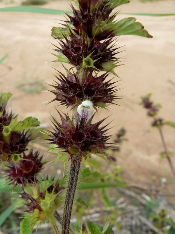 Image of Galeopsis bifida specimen.