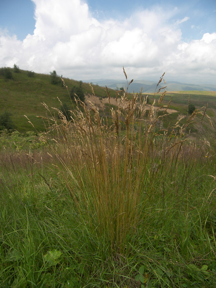 Изображение особи Poa longifolia.