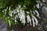 Spiraea &times; cinerea