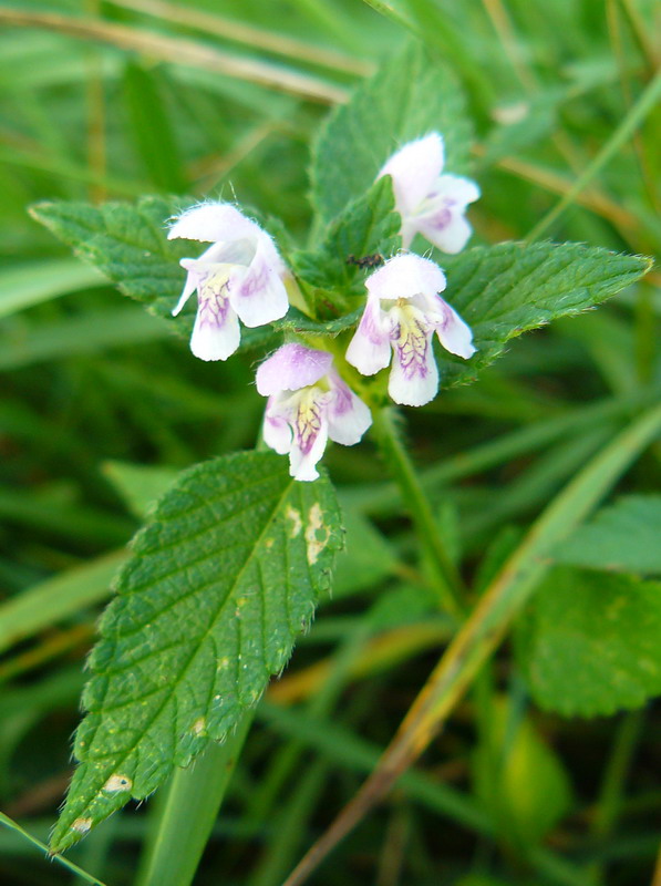 Изображение особи Galeopsis tetrahit.