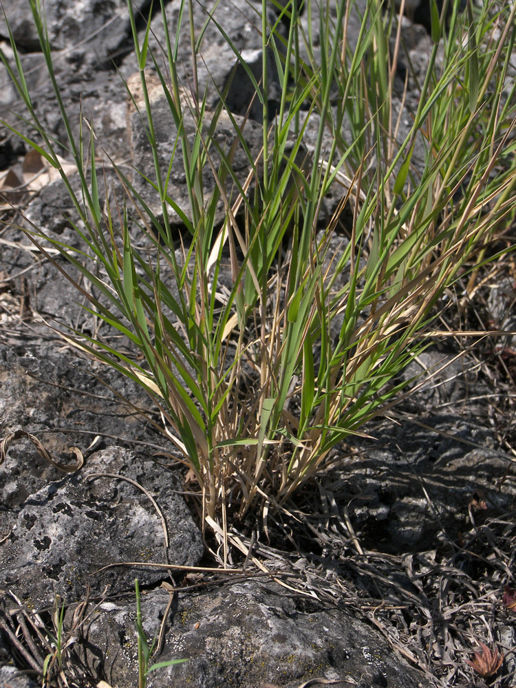 Image of Cleistogenes bulgarica specimen.