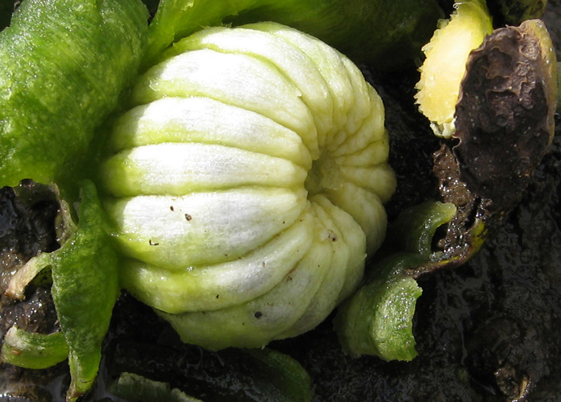 Image of Nuphar lutea specimen.