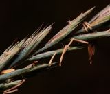 Elytrigia repens. Часть соцветия. Московская обл., Раменский р-н, окр. ж.-д. платформы Хрипань, просека под ЛЭП. 08.07.2014.