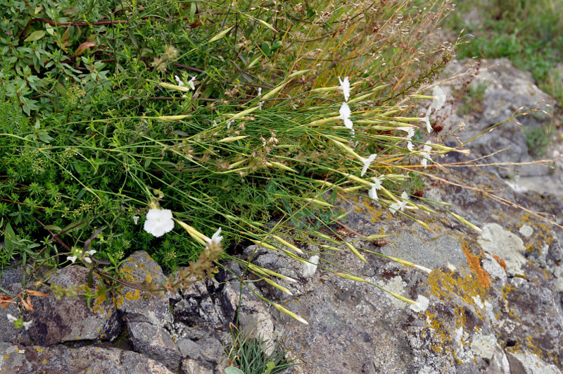 Image of Dianthus fragrans specimen.