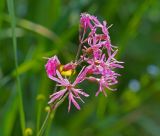 Coccyganthe flos-cuculi. Соцветие. Московская обл., Раменский р-н, окр. ж.-д. платформы Хрипань, просека под ЛЭП. 02.06.2014.