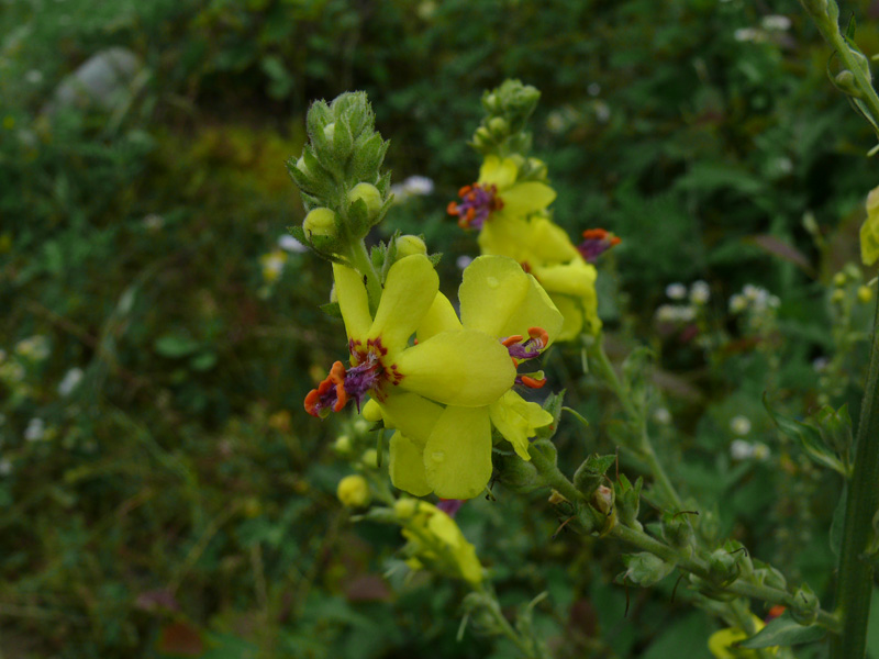 Изображение особи Verbascum pyramidatum.