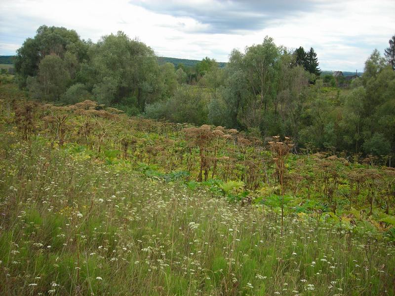 Image of Heracleum sosnowskyi specimen.