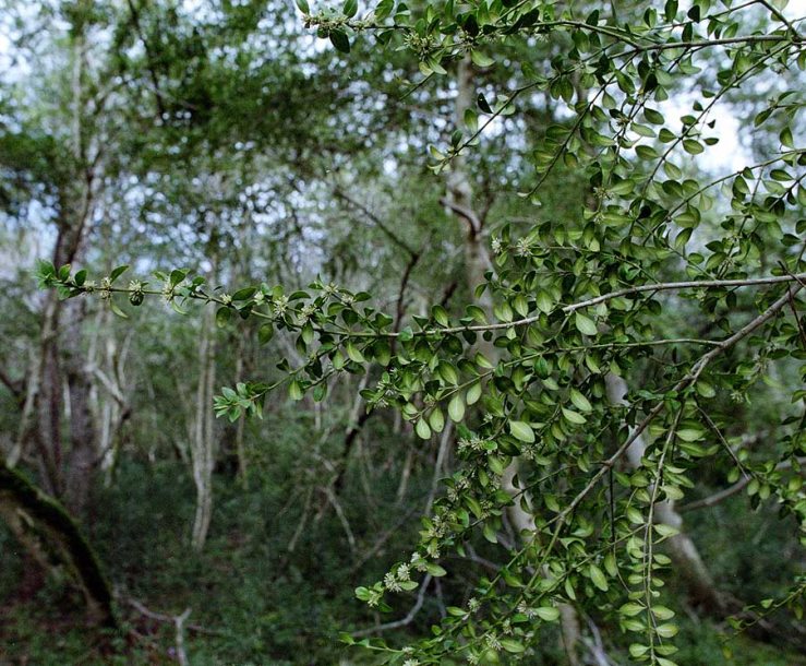 Image of Buxus colchica specimen.