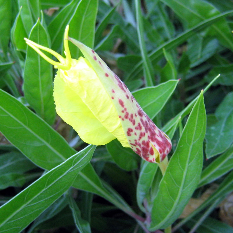 Изображение особи Oenothera macrocarpa.