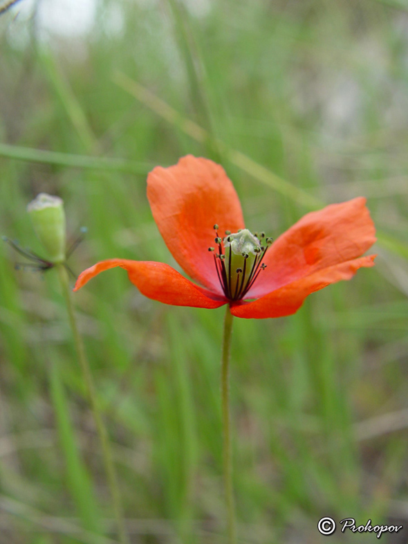 Image of genus Papaver specimen.
