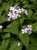 Lunaria rediviva