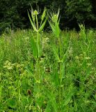 Dipsacus fullonum