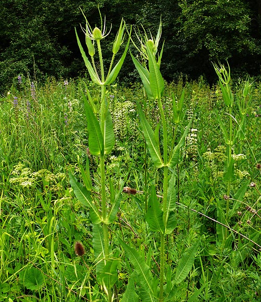 Изображение особи Dipsacus fullonum.