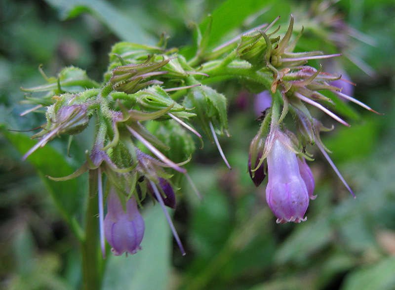 Изображение особи Symphytum officinale.