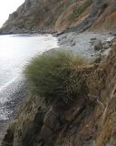 Ephedra distachya. Растение на скалистом берегу. Южный Берег Крыма, гора Аю-Даг, бухта Панаир. 29 октября 2009 г.