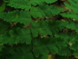 Dryopteris filix-mas