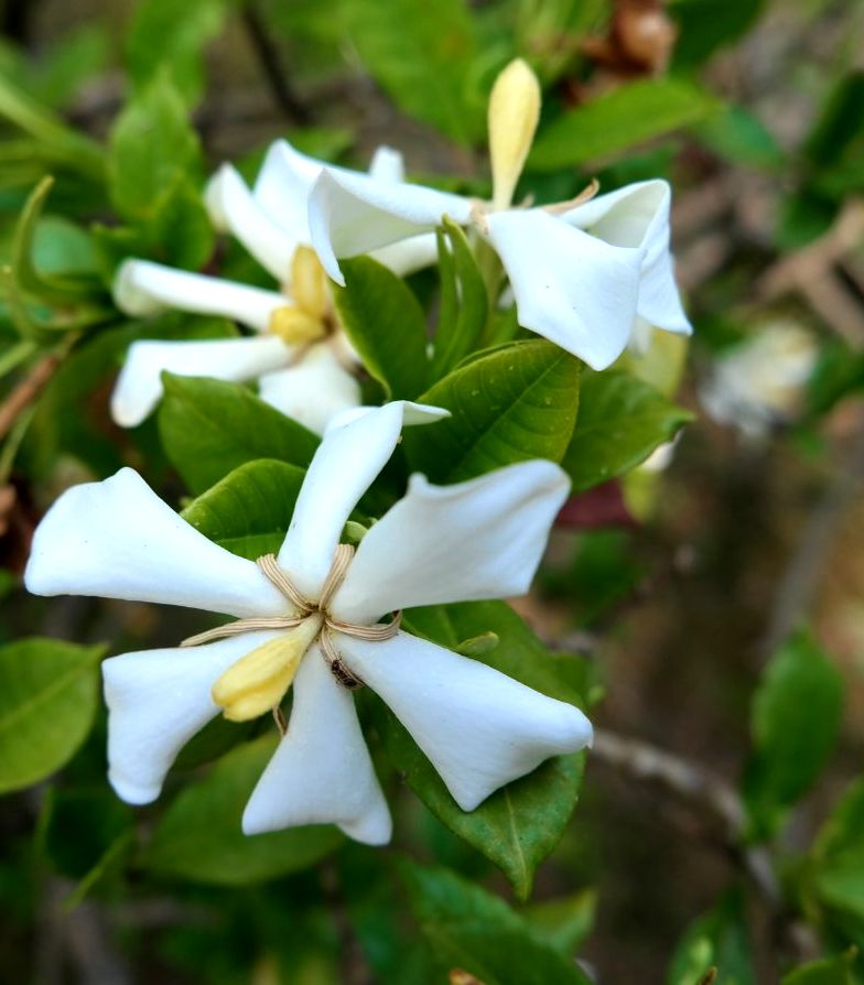 Изображение особи Gardenia jasminoides.