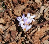 Crocus reticulatus