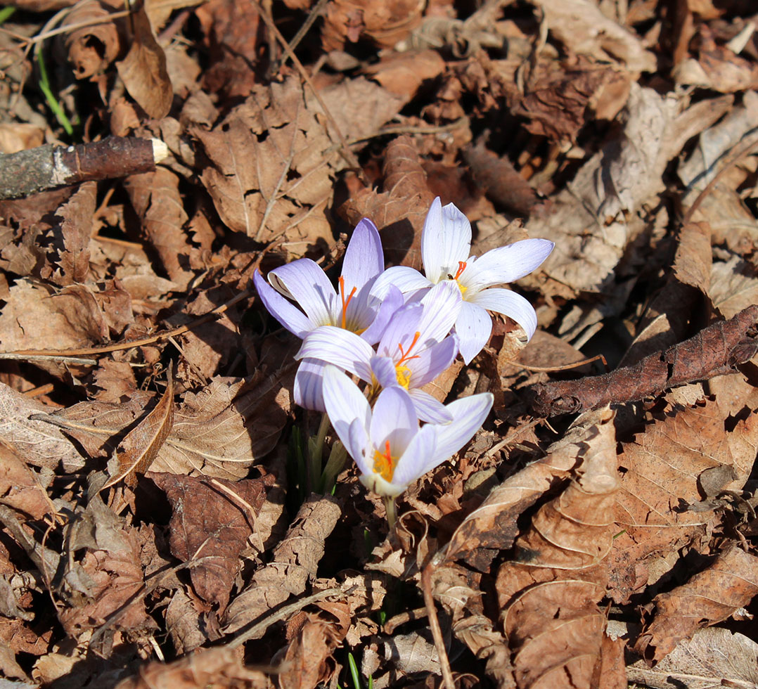 Изображение особи Crocus reticulatus.