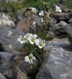 Saxifraga cernua