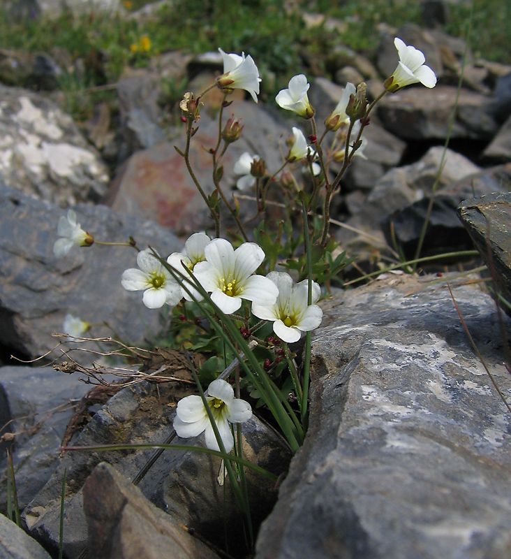 Image of Saxifraga cernua specimen.