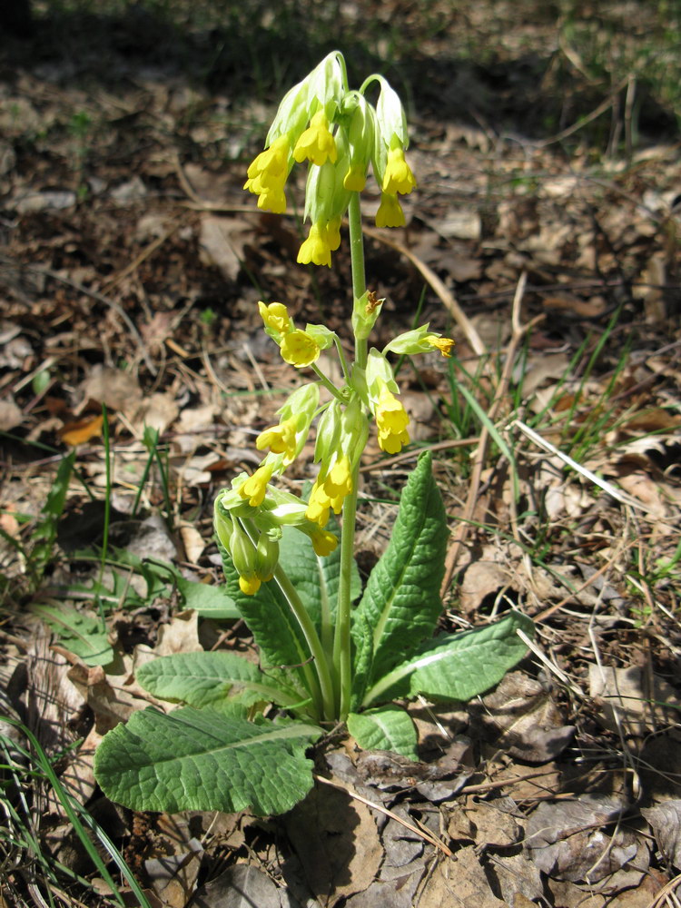 Image of Primula veris specimen.