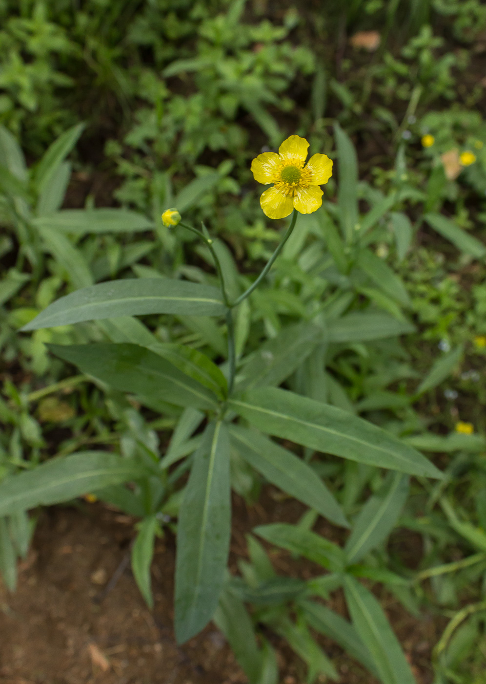 Изображение особи Ranunculus lingua.