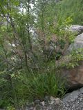 Calamagrostis &times; paradoxa