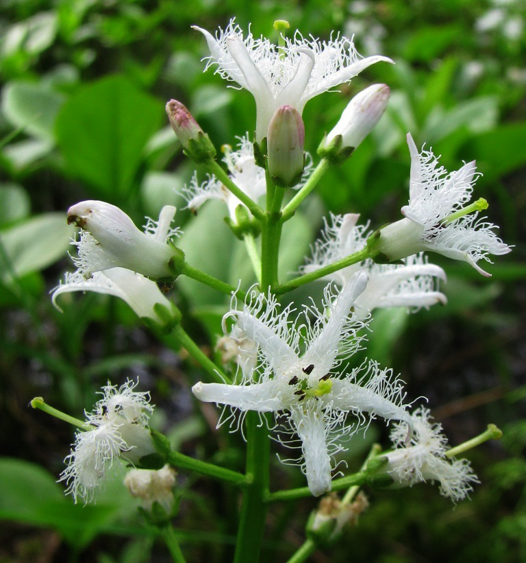 Image of Menyanthes trifoliata specimen.