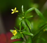 Ranunculus sceleratus