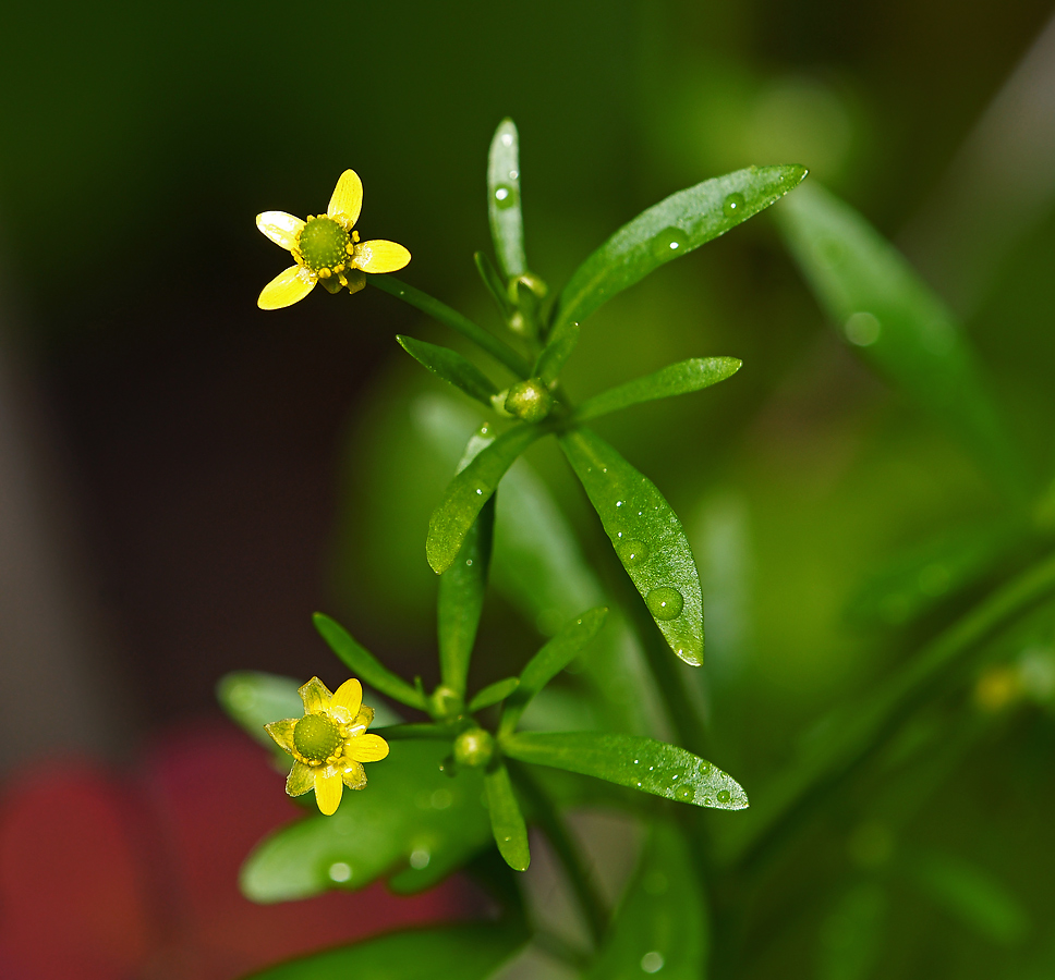 Изображение особи Ranunculus sceleratus.