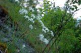 Dianthus acicularis