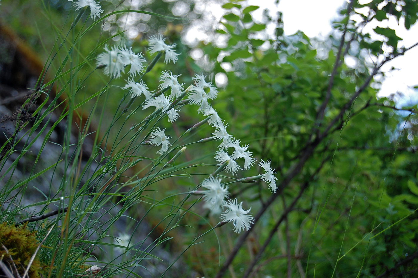 Image of Dianthus acicularis specimen.