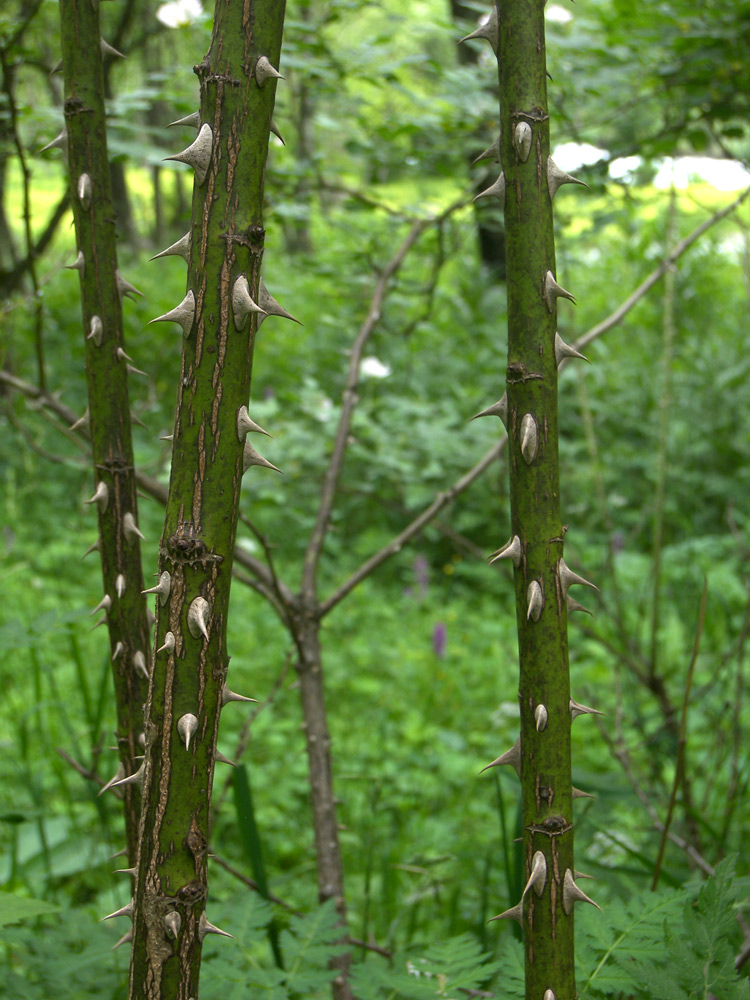 Image of Rosa valentinae specimen.