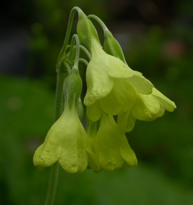 Image of Primula sikkimensis specimen.