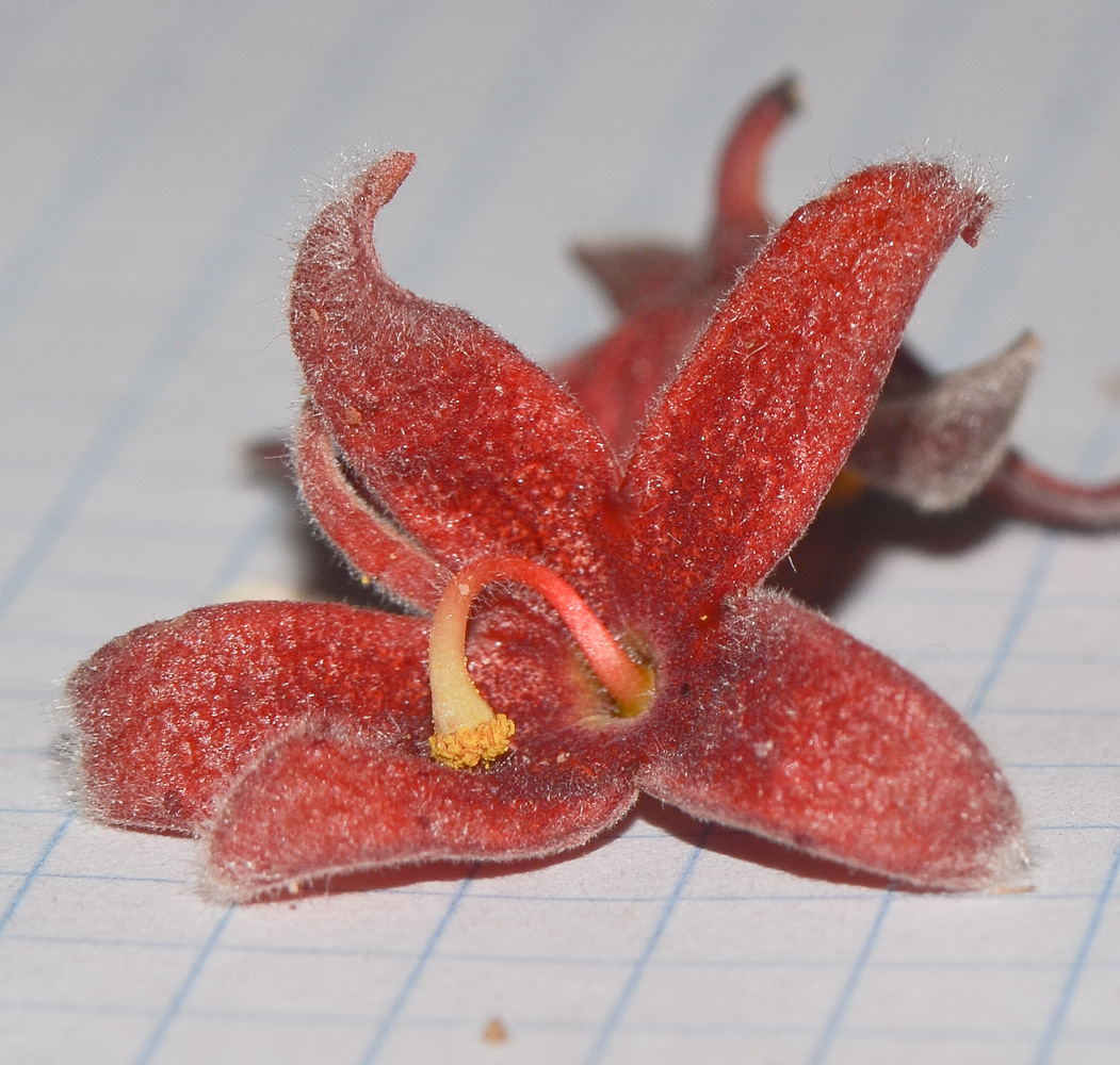 Изображение особи Sterculia foetida.