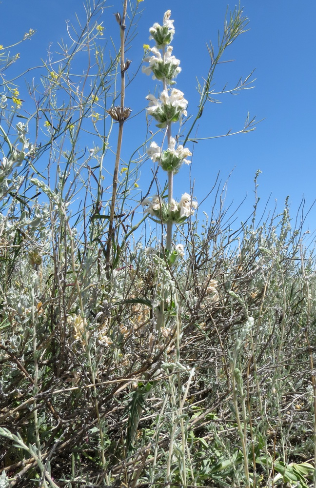 Изображение особи Phlomoides iliensis.