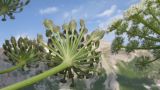 Heracleum leskovii. Часть соплодия. Адыгея, Кавказский биосферный заповедник, гора Гузерипль, осыпной склон из ожелезнённого слабокарбонатного песчаника с обломками сидерита, ≈ 2150 м н.у.м. 26.07.2015.