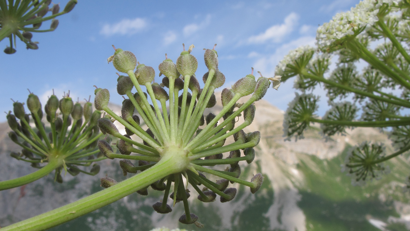 Image of Heracleum leskovii specimen.