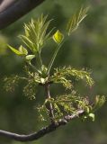 Fraxinus pennsylvanica