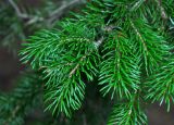 Picea ajanensis