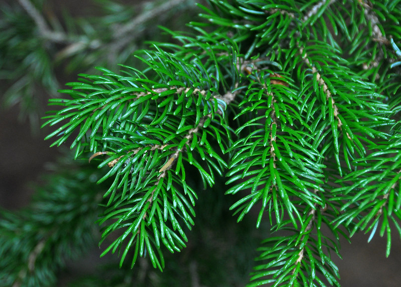 Изображение особи Picea ajanensis.
