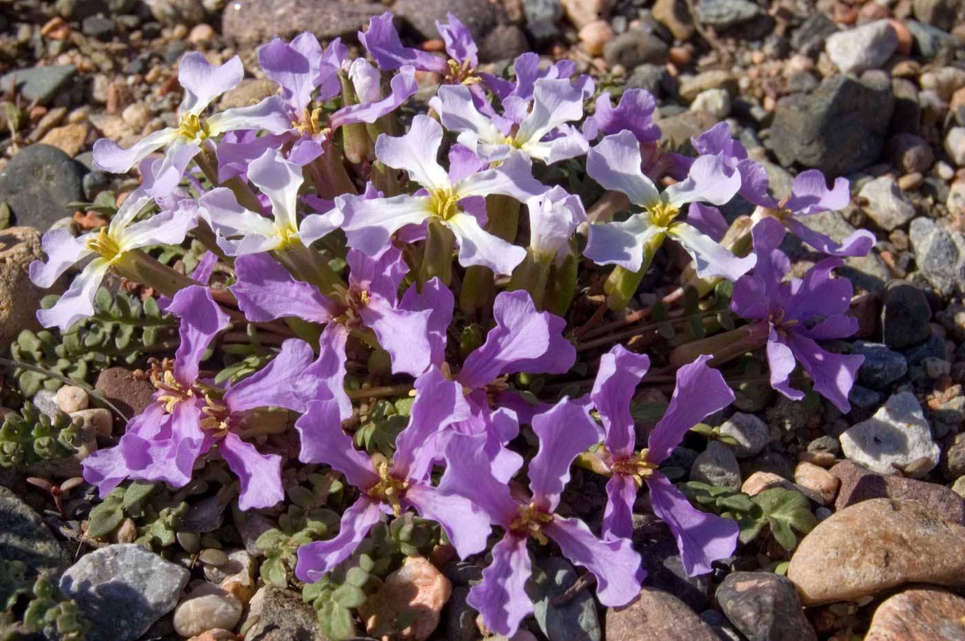 Image of Chorispora bungeana specimen.