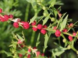 Blitum virgatum. Часть плодоносящего побега. Коми, окр. г. Сыктывкар, пос. Максаковка, дачный участок, в культуре. 23.08.2014.