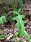 Sisymbrium loeselii. Лист в нижней части побега. Челябинская обл., окр. г. Челябинск, Золотая горка, обочина дороги в берёзовом лесу. 30.06.2014.