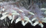Picea engelmannii