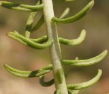 Pseudosedum longidentatum. Часть побега. Кыргызстан, Нарынская обл., правый берег р. Нарын, ниже слияния с р. М. Нарын. 07.06.2015.